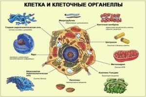 Ceea ce nu are nucleul format de bacterii, plicul nuclear, complexul golgi, mitocondriile și