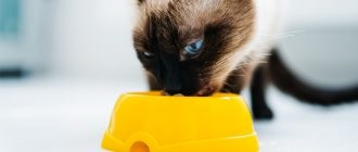 Mi és hogyan kell megfelelően táplálni a cica tanácsát egy állatorvosnak?