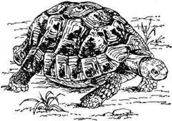 Turtle a házban