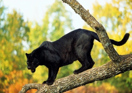 Fekete Panther fénykép