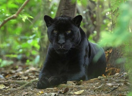 Black Panther Photo