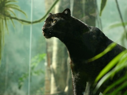 Black Panther Photo