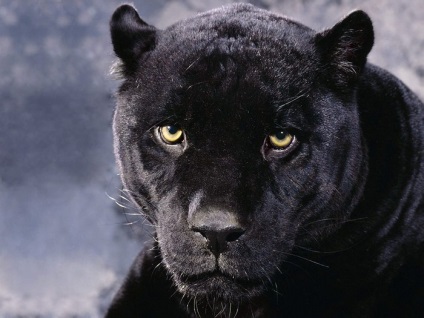 Black Panther Photo
