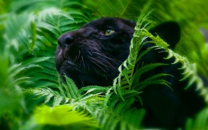 Black Panther Photo