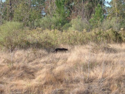 Black Panther Photo