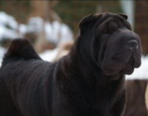 Black Shar pei (50 pics) descriere, video