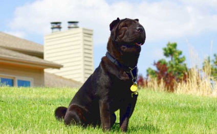 Black Shar pei (50 pics) descriere, video