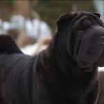 Black Shar pei (50 pics) descriere, video