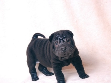 Black Shar pei (50 pics) descriere, video