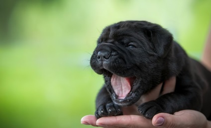 Black Shar pei (50 pics) descriere, video