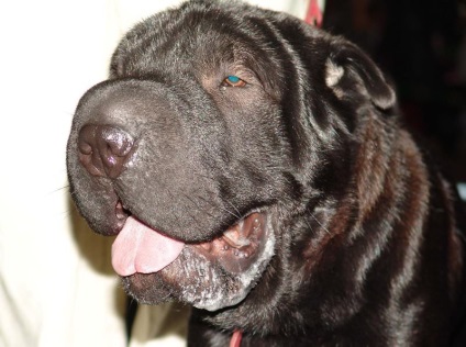 Black Shar pei (50 pics) descriere, video