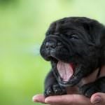 Black Shar pei (50 pics) descriere, video