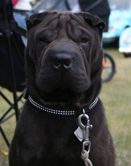 Black Shar pei (50 pics) descriere, video