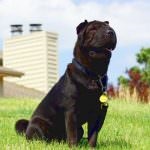 Black Shar pei (50 pics) descriere, video