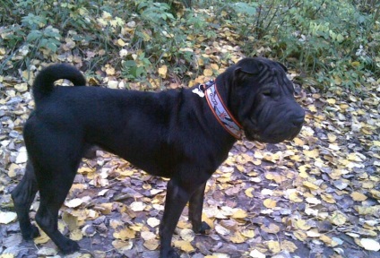 Black Shar pei (50 pics) descriere, video