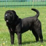 Black Shar pei (50 pics) descriere, video