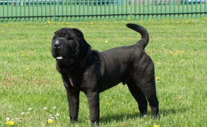 Black Shar pei (50 pics) descriere, video