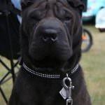 Black Shar pei (50 pics) descriere, video