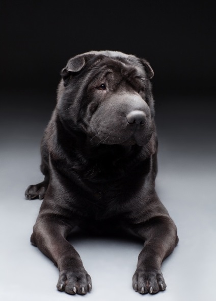 Black Shar pei (50 pics) descriere, video