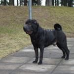 Black Shar pei (50 pics) descriere, video