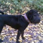 Black Shar pei (50 pics) descriere, video