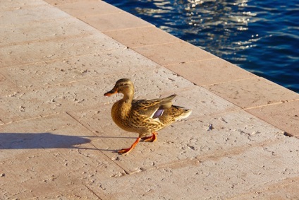 Ce să vezi pe Lacul Garda