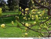 Miracolul magnoliei infloreste