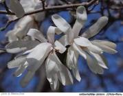 Miracolul magnoliei infloreste