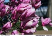 Miracolul magnoliei infloreste