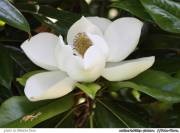 Miracolul magnoliei infloreste