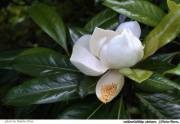 Miracolul magnoliei infloreste