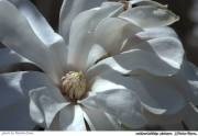 Miracolul magnoliei infloreste