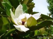 Miracolul magnoliei infloreste