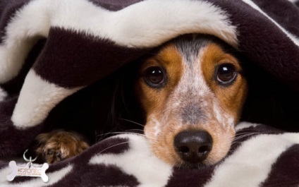 Simptomele pneumoniei la câini