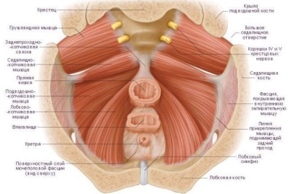 Cystocele la femei