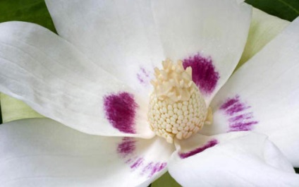 Magnolia flori pe fotografii luminoase și suculent