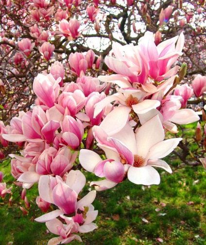 Magnolia flori pe fotografii luminoase și suculent