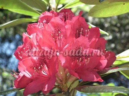 Flori de rododendron