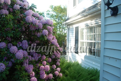 Flori de rododendron