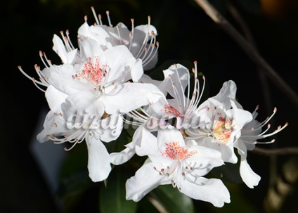 Flori de rododendron