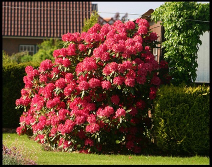 Virágok rhododendron