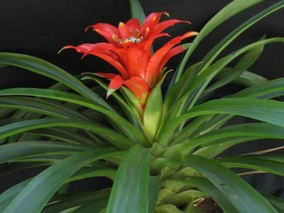 Floarea fotografiei guzmania, descrierea speciilor, îngrijirea la domiciliu