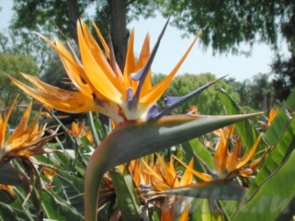 Flower Strelitzia