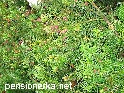 Plante ornamentale conifere în grădină și în oraș, molid, pin, brad, thuja, ienupăr, fructe de tei