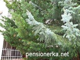 Plante ornamentale conifere în grădină și în oraș, molid, pin, brad, thuja, ienupăr, fructe de tei