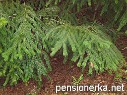 Plante ornamentale conifere în grădină și în oraș, molid, pin, brad, thuja, ienupăr, fructe de tei