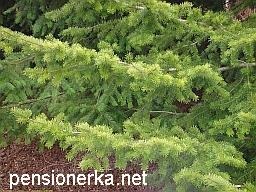 Plante ornamentale conifere în grădină și în oraș, molid, pin, brad, thuja, ienupăr, fructe de tei