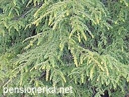 Plante ornamentale conifere în grădină și în oraș, molid, pin, brad, thuja, ienupăr, fructe de tei