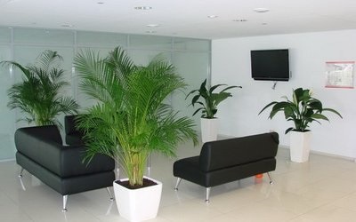 A dekorációval ellátott nappali beltéri növényekkel - belső terekkel és lakástervezéssel