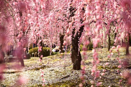 Copacul Sakura este o cireșă sau prună